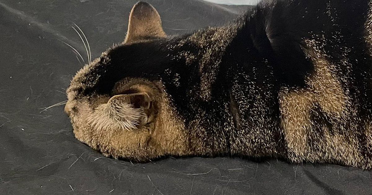 床でくつろいでいた猫の『シルエット』が……まるで『未確認生物』のような瞬間に２万いいね「すごい寝相で笑ったｗ」「本当に猫？」