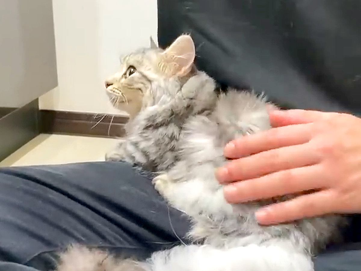 お風呂に入った子猫→ドライヤーで乾かしていたら、眠くなった様子で…『愛おしい光景』に「頑張ったね」「ほんとに赤ちゃんみたい」と反響