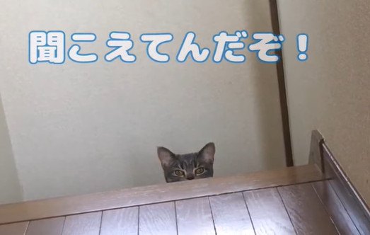 猫ちゃんのこっそりおかわり貰おう作戦！