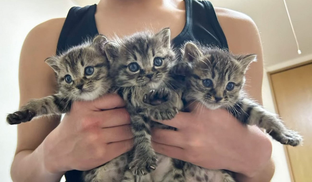 3匹の保護子猫→2匹だけお家が決まったと思ったら…"予想外の展開"に感動が止まらないと反響「ほっこりする話で泣」「めちゃくちゃ嬉しい」