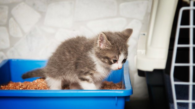 猫のおしっこから血が…考えられる4つの原因と対処法