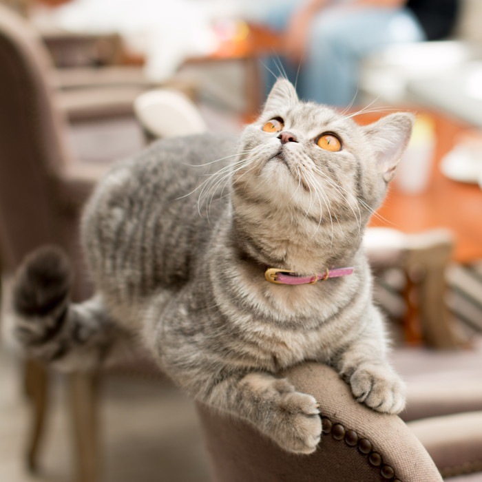 神戸の猫カフェまとめ！保護猫の里親になれる店舗まで