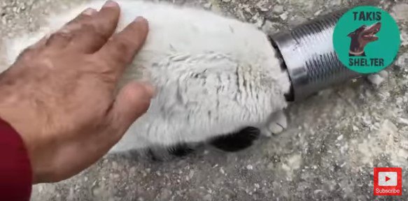 頭が空き缶にはまっちゃった猫！外してあげて「この後どうする？」