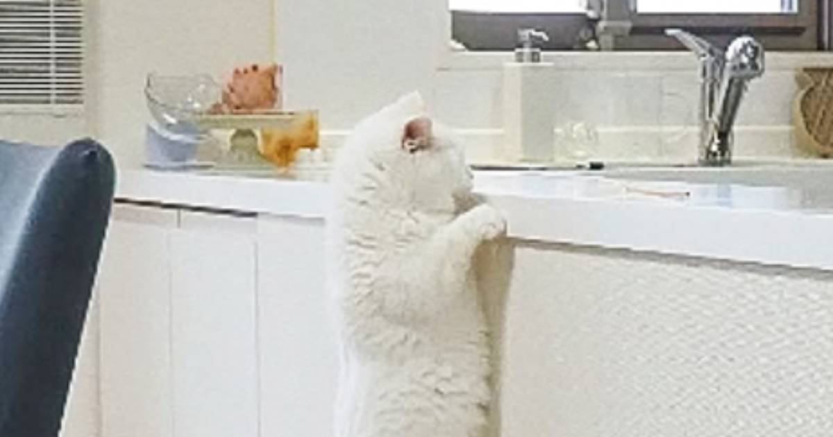 猫がカウンターに飛び乗るところを撮影していたら…『予想外すぎる展開』に爆笑の声「筋トレしているみたいw」「めちゃくちゃ決定的瞬間w」