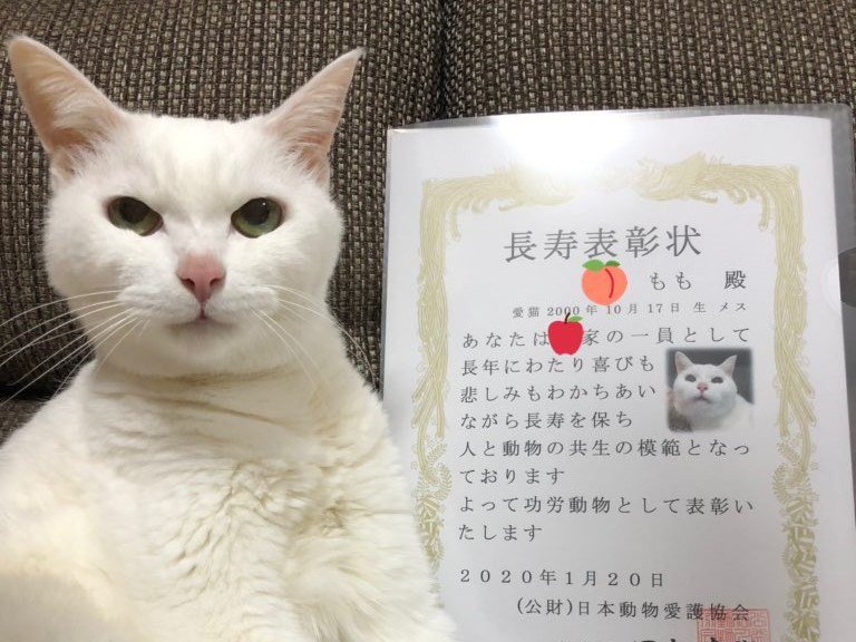 ずっとそばにいるニャ、飼い主さんに寄り添う天国の猫の思いに涙