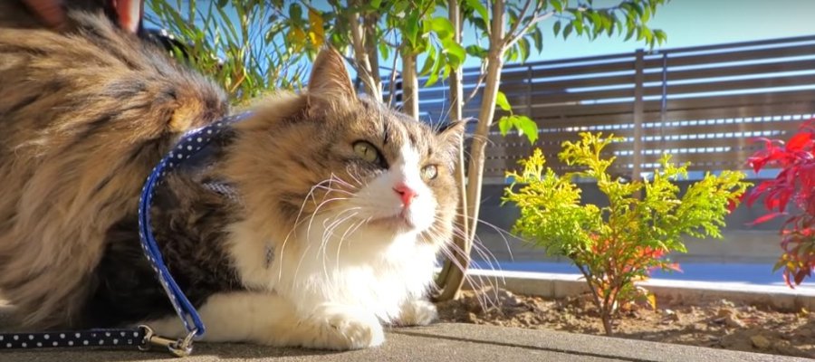 ハプニングあり！？猫ちゃんにソヨゴ庭園を初披露