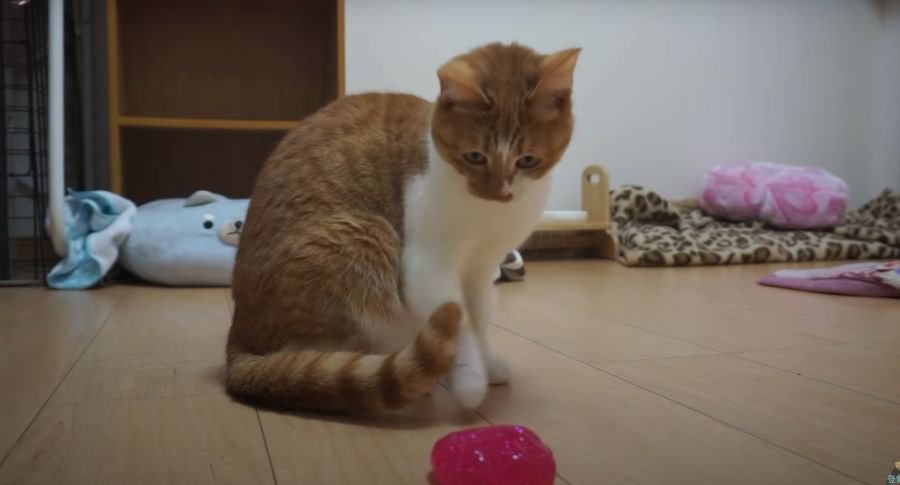 初めてスライムを見た猫ちゃんの反応とは！？