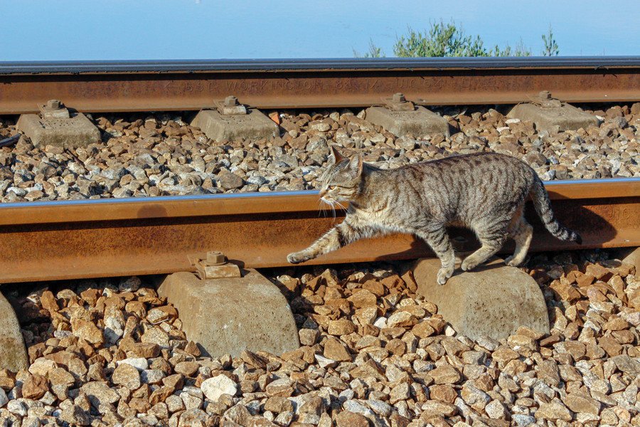 新米「鉄道猫」たちは、きょうも楽しく修行中 英国ヨークシャー