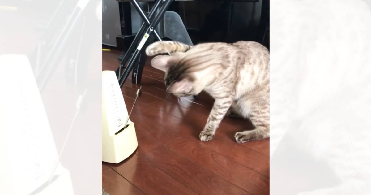 『メトロノーム』と対峙した猫→音が鳴るたびに"反応しちゃう様子"が可愛すぎると250万再生「首がくいってｗ」「早いバージョンみたいｗ」