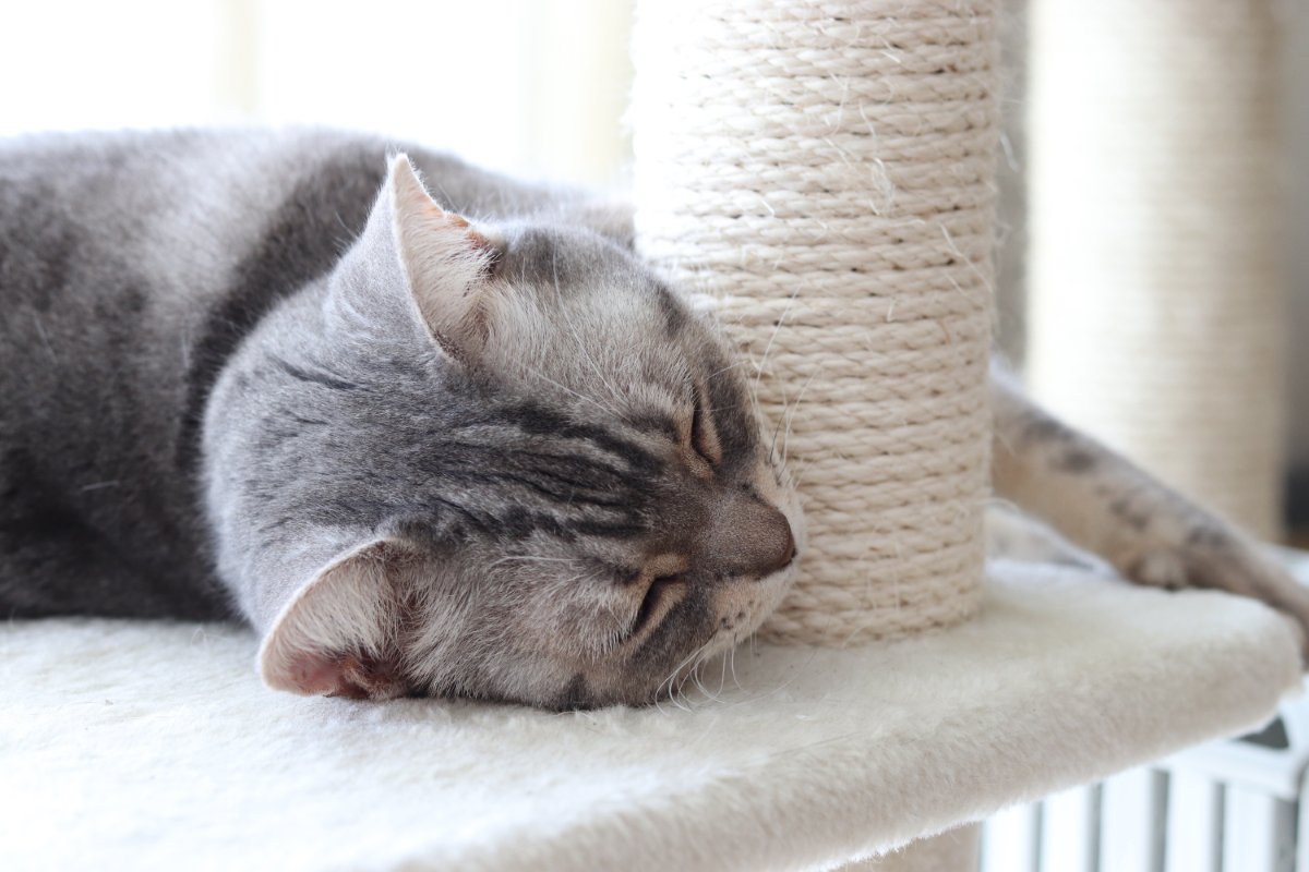 猫が『猫用ベッド』を使わない理由3選　睡眠に適していないかも？見直したいポイントまで