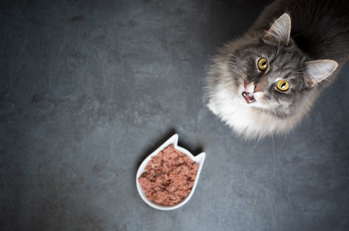 猫を『早死させるご飯』の特徴4選！理由や気を付けるポイントも