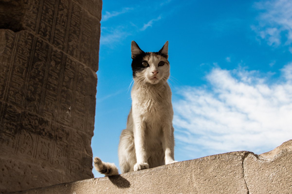 王子に心から愛され、大切に埋葬された猫　古代エジプト人も猫を溺愛していた