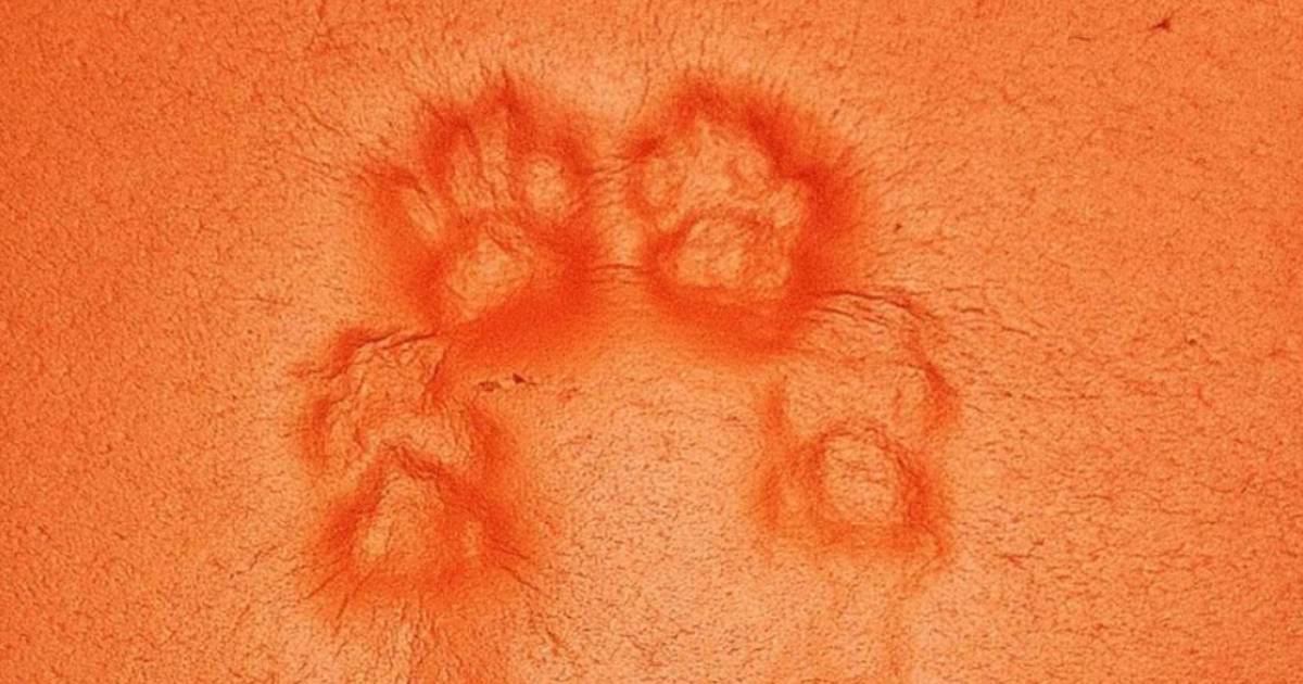 ヨガマットに猫が座った結果→残されたのは……感動必至の『美しすぎる跡』が296万表示の大反響「なんと芸術的」「裏側も尊い」の声