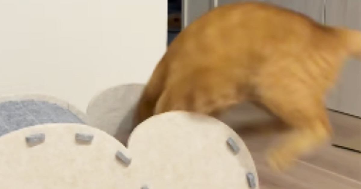 猫ハウスで遊ぶ猫→勢いよく中に飛び込むと…思わず笑ってしまう『激しい動き』が414万再生「仰向けで出てきて笑ったｗ」「遊ぶの上手」