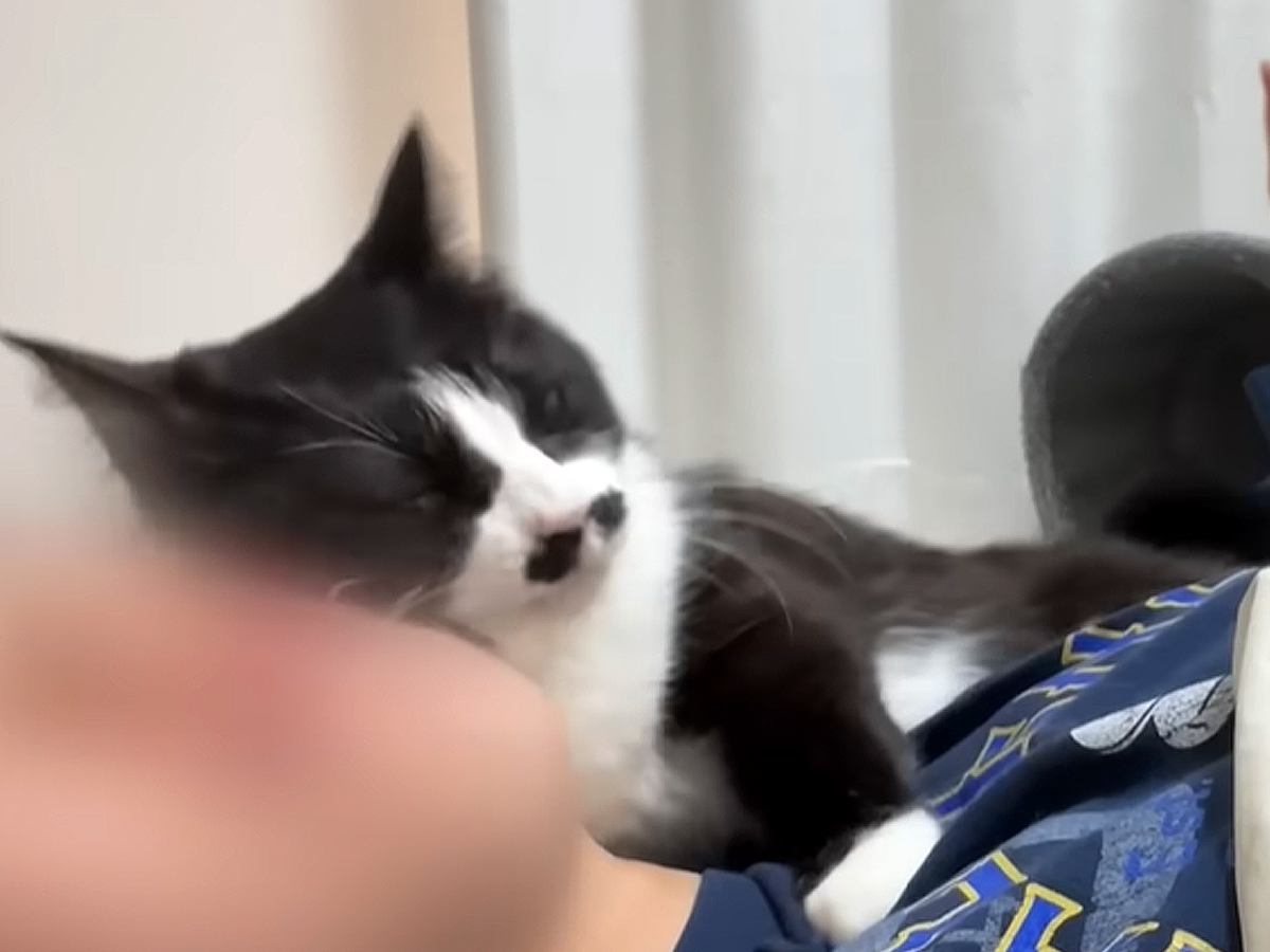 朝起きると、腕の中にいて甘えてくる愛猫→『尊い』と思っていたら…予想外すぎる『まさかの行動』に「首の動き爆笑した」「健気で可愛い」