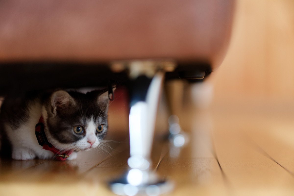 猫の『自律神経失調症』とは？気になる症状や予防策、治療法などを解説
