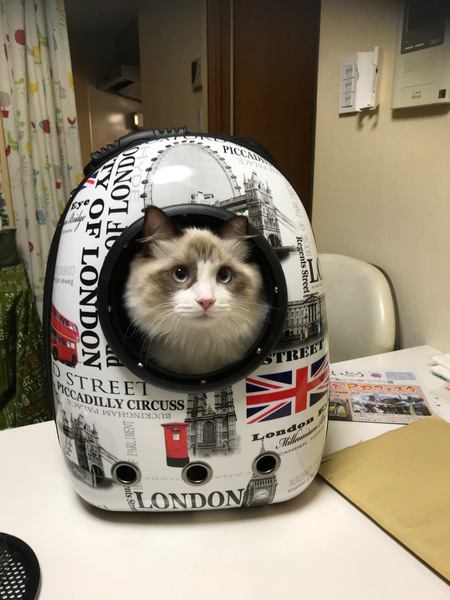 愛猫との同伴避難の実情とやるべき準備