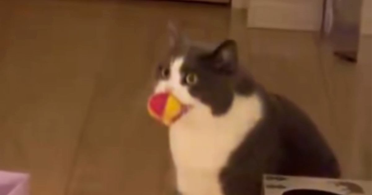 『喋りすぎｗｗ』おもちゃを持ってきた猫が『鳴いてアピール』し始めた結果…まさかの光景に「翻訳頼むｗ」「一生懸命話してるｗ」と16万表示