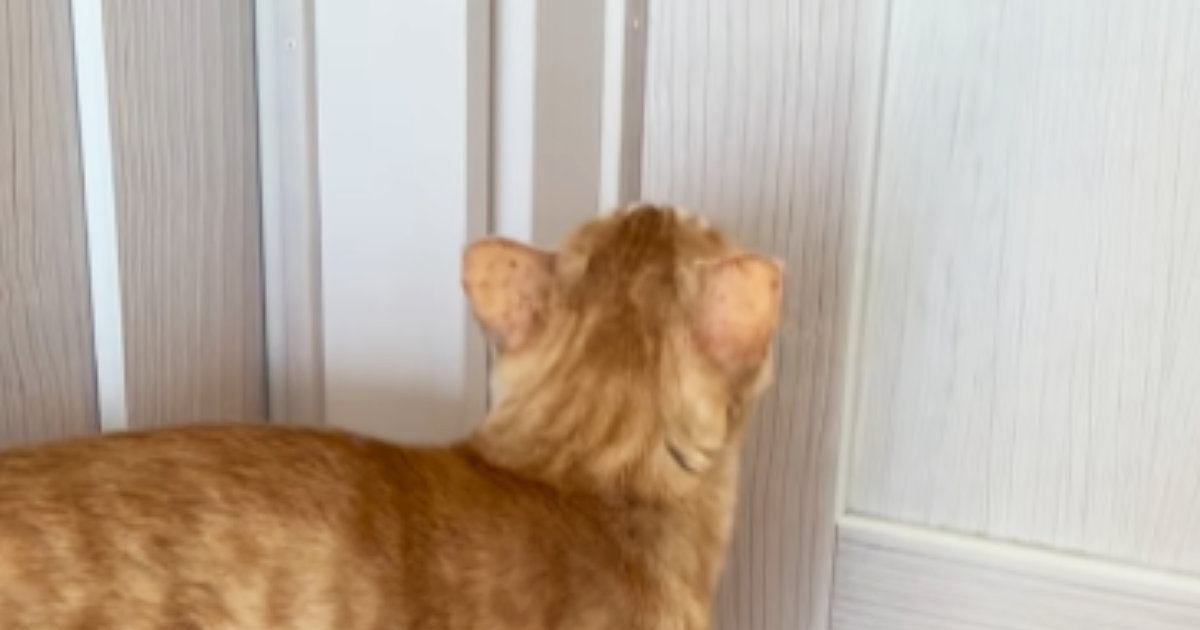 『いつもと違う声がする』→2階に上がってみると、猫が…次女が帰ったあとの『切なすぎる瞬間』が16万再生「もらい泣きしそうになった」