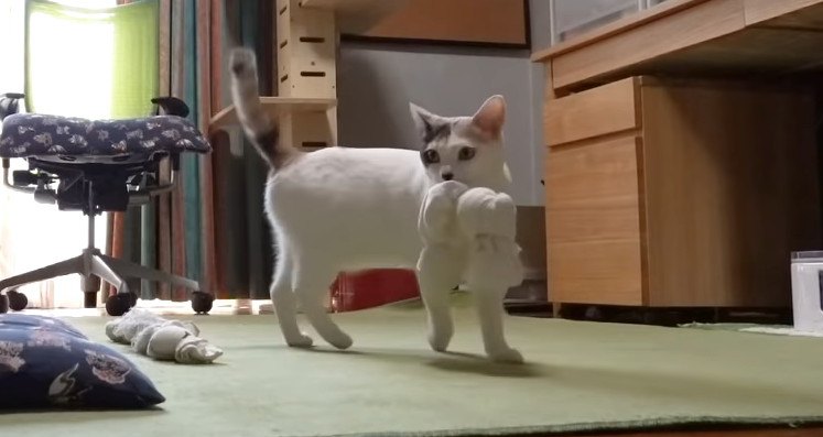 猫ちゃんのお留守番！寂しそうな声が切ない