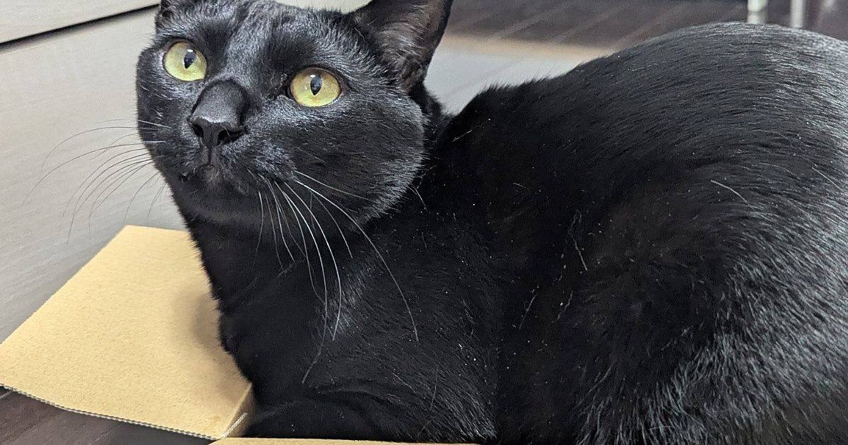 満足げな表情で『ダンボールに入る黒猫』→『後ろ側』から見てみると…まさかの光景に１万いいね「お尻に笑ったｗ」「ツヤツヤすぎる」