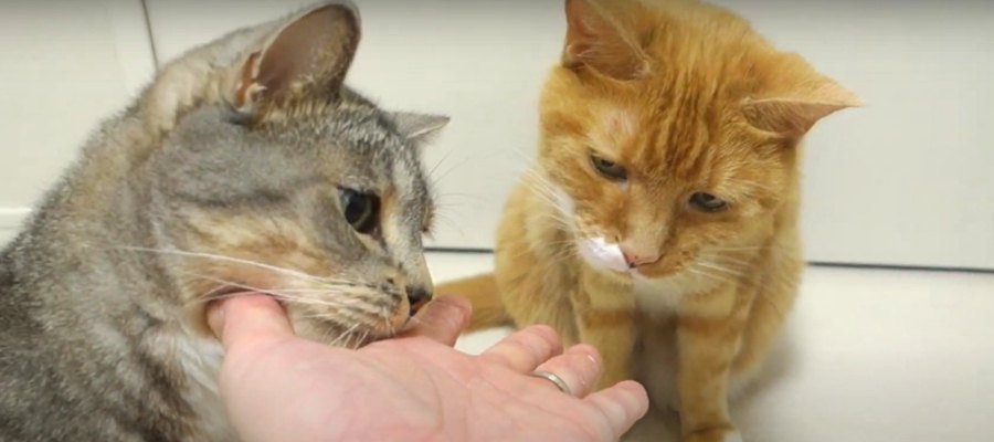 どんな時でも食欲あり？！猫ちゃんのおやつタイム♡