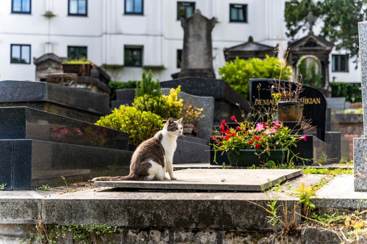 愛猫を亡くした後の『遺骨を供養』する方法4つ　自宅で保管して問題ない？検討できる選択肢とは