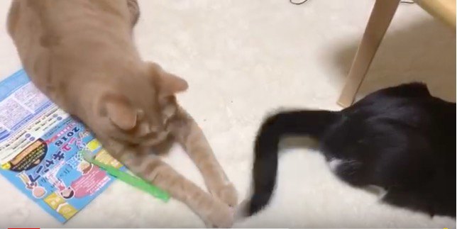 猫ビンタ炸裂！しっぽで器用に同居猫ちゃんをもてあそぶ猫ちゃん