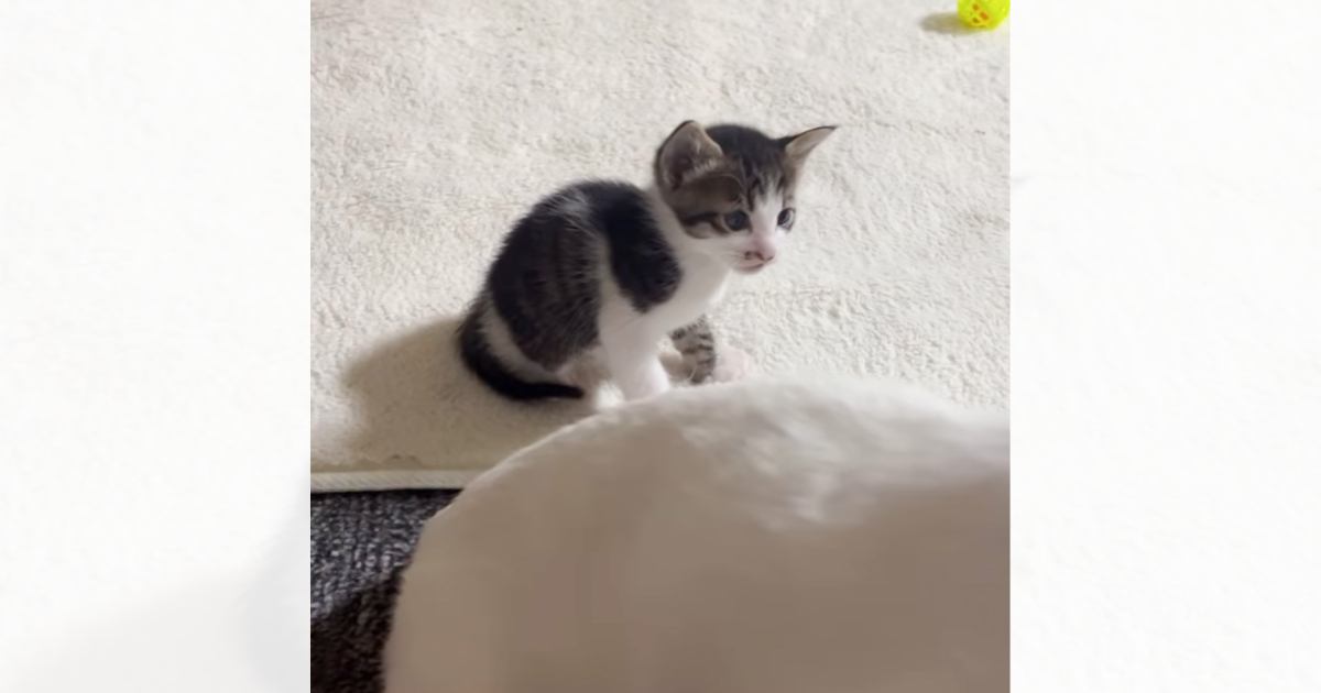 ご飯中のママ猫を不思議そうに見つめる子猫→ママが歩き出すと…思わず癒される『可愛い瞬間』が22万再生「なんて素敵な親子」「幸せな日常」