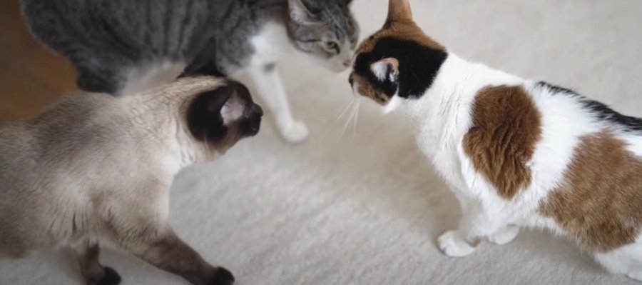 『気になる…だけどチョットこわい』先住猫さんと新入り猫さんの交流会！？