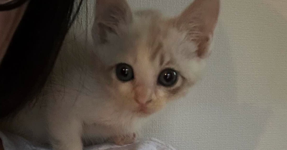 体が小さくて『弱々しかった保護子猫』が、１年後…すっかり変化した『現在の様子』に「愛されているのがわかる」「美猫ちゃんになった」と反響