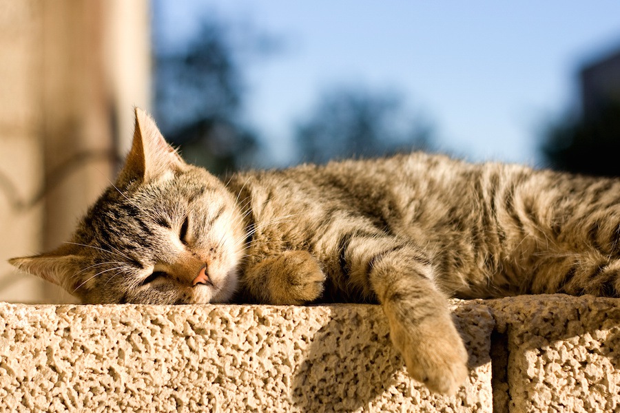 麦わら猫について解説！特徴や性格