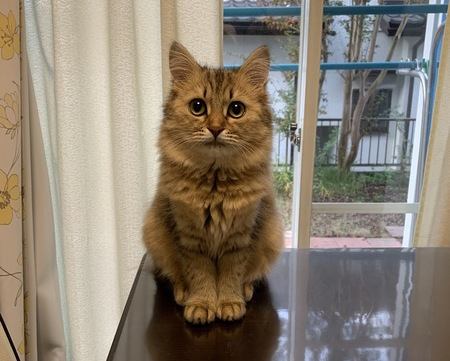 室内の猫に幸せに暮らしてもらうための方法５つ