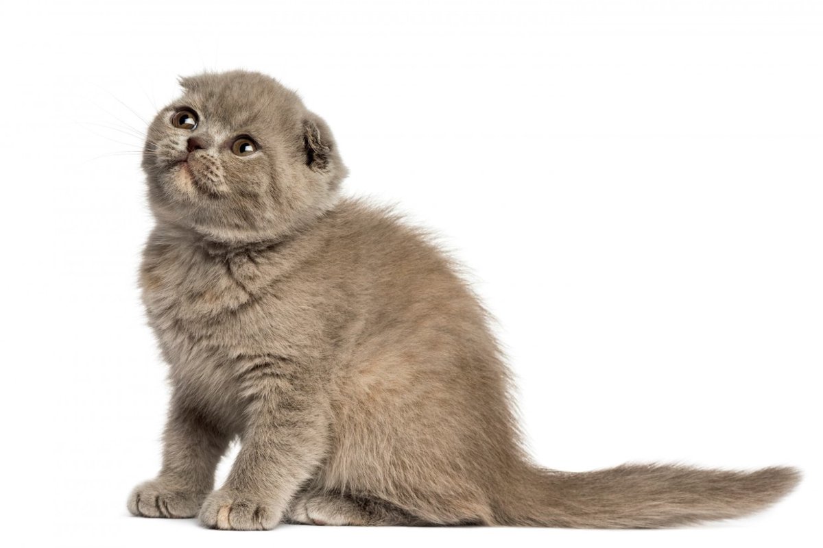 【獣医師監修】フォールデックスってどんな猫？特徴や性格から飼う前の注意点・価格相場まで徹底解説