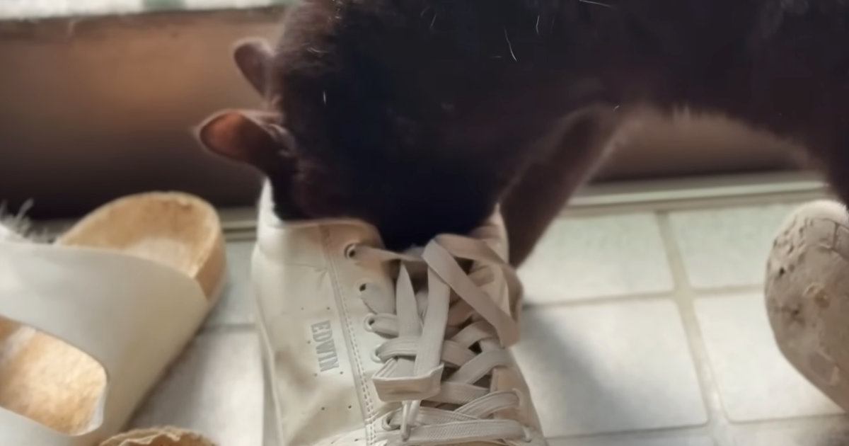 『パパの靴の匂い』が大好きすぎる黒猫→玄関で……『まさかの光景』に爆笑する人が続出「フンフン…たまんねぇ」「同居猫の様子に笑った」