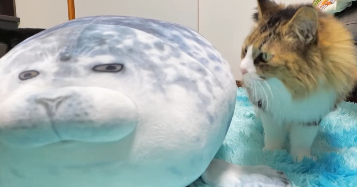 猫に『アザラシのぬいぐるみ』をあげた結果…10日後の『変わり果てた様子』に「アザラシの干物ｗ」「もうこね上がったんだｗ」と爆笑の声