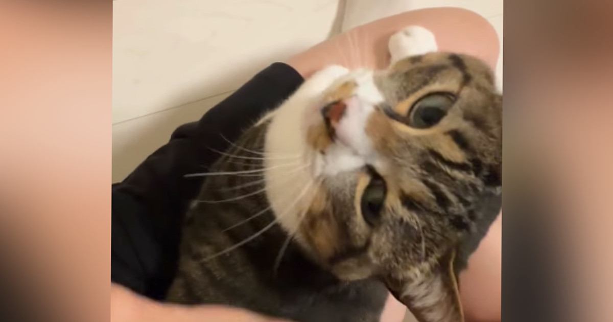 甘えん坊な猫→パパが家に帰ってくると、膝の上に乗って…尊すぎる光景が11万再生「可愛くてたまんない」「マジで癒しだなぁ」