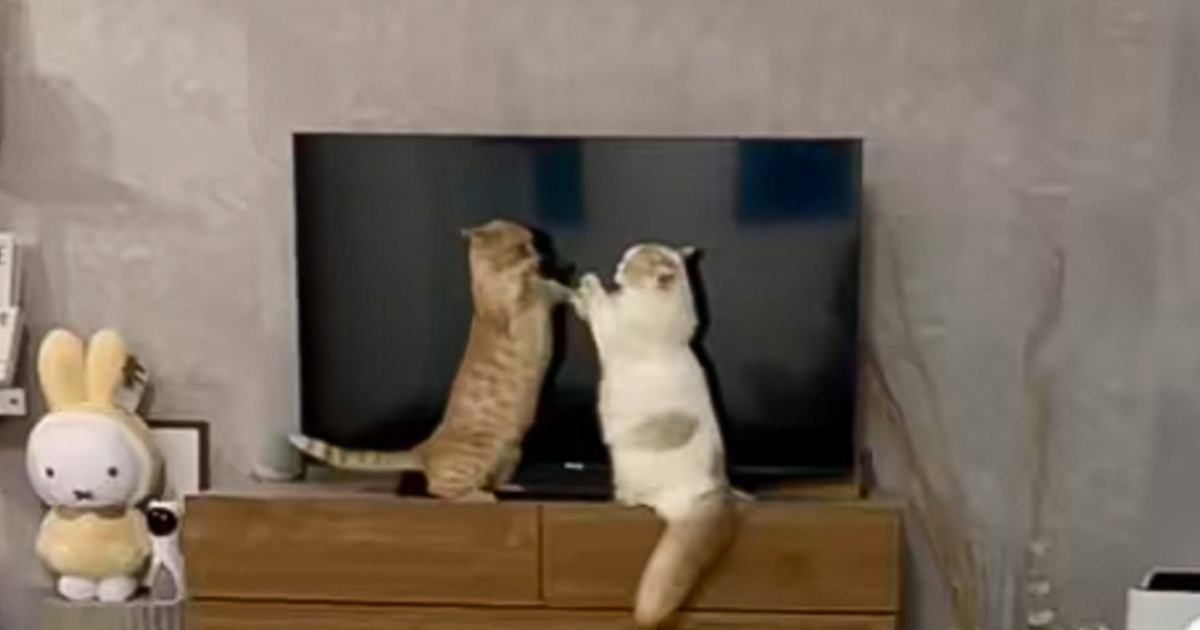 テレビの前で立っている2匹の猫→様子を見ていると…微笑ましすぎる『戦い』が189万再生「世界一平和」「見てたら時間過ぎそうｗ」