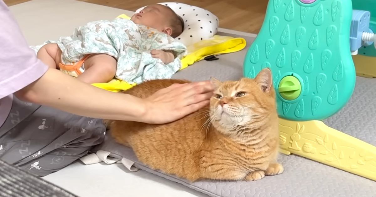 赤ちゃんを寝かしつけていると、猫がずっとそばにいてくれて…ほっこりする光景が15万再生「優しくて素敵なお兄ちゃん」「可愛くて癒された」