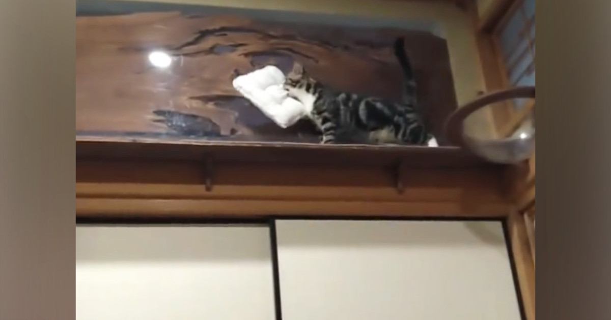 一生懸命に『枕を運ぶネコ』→ようやく放したかと思ったら、次の瞬間…"可愛すぎる光景"が20万再生「すごく器用ｗ」「大切にしているんだね」