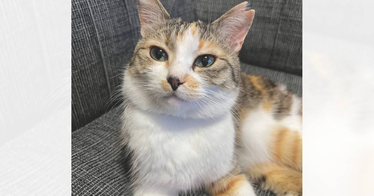 ソファに座っている猫の『おてて』を見てみたら……あまりにも尊い『まさかの形』が12万表示の反響「めっちゃ良い」「可愛すぎる」