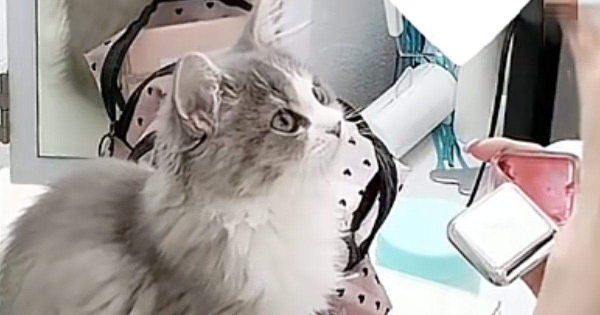 ドレッサーの上に座る子猫→メイク中のママをじっと見つめて…微笑ましい光景が25万再生「何ちてるの感が可愛すぎ」「幸せでしかない」