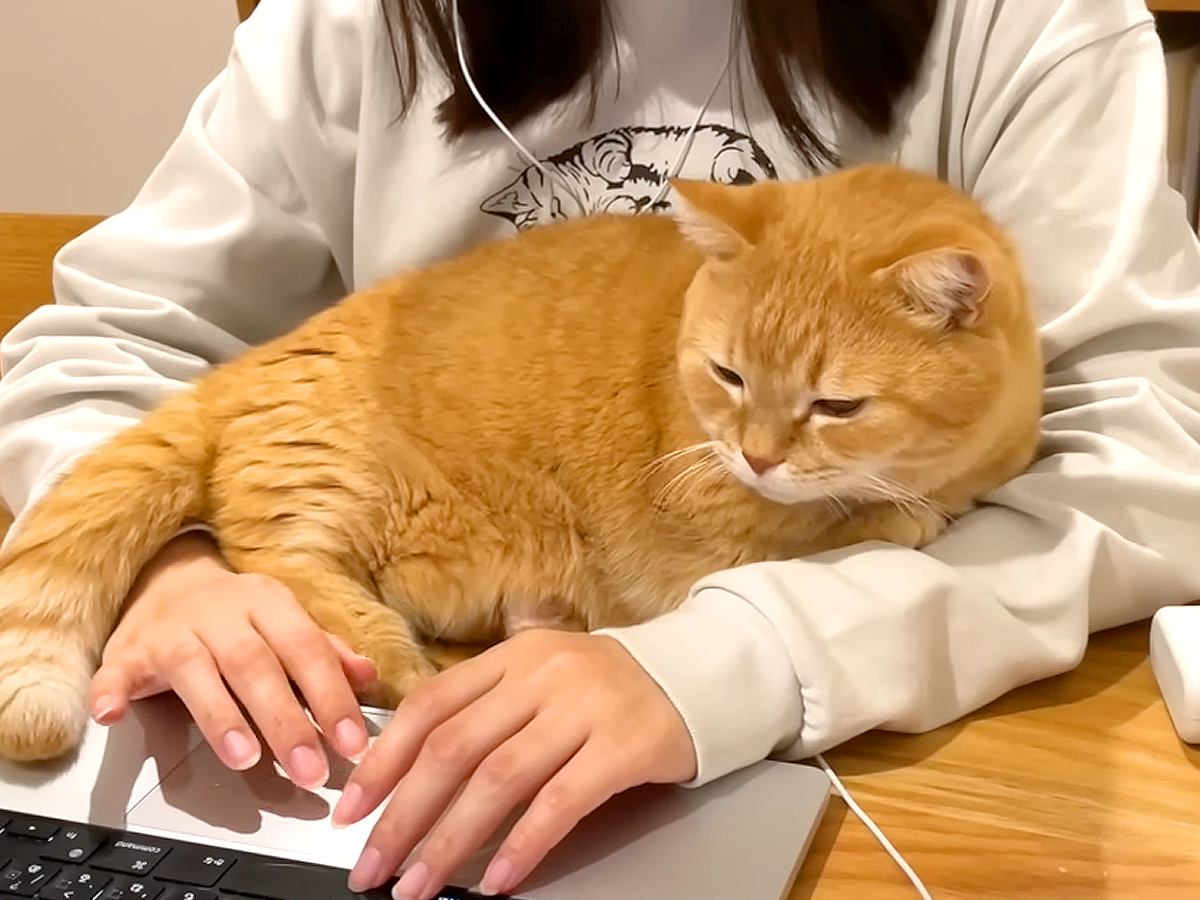 テーブルで作業中、腕の中にやってきたネコ→枕にしてみた結果…あまりにも尊い『最高の時間』が話題「至福のひととき」「癒し効果抜群の枕」