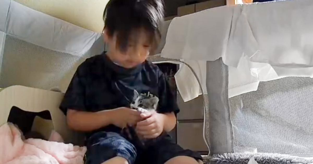 カメラで居間にいる息子の様子を覗いたら…子猫との『素敵すぎるやり取りの光景』が181万再生「優しいのが伝わる」「夜中に泣いてしまった」