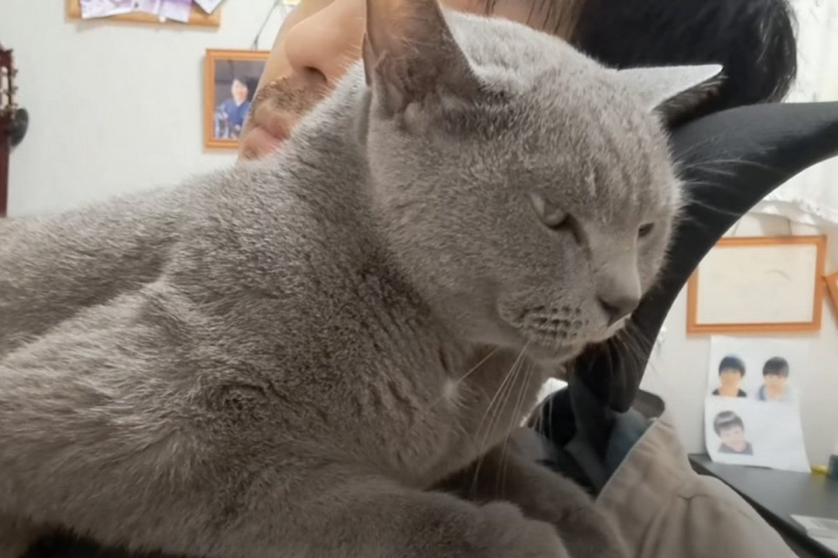 パパの上で甘えていた猫→突然滑って落ちてしまった結果…理不尽すぎる『まさかの反応』が11万再生「理不尽ねこかわいい」「笑っちゃった」