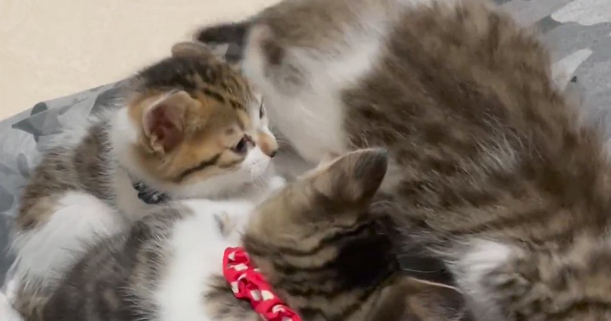 パパの膝の上に集まる『子猫たち』→元気いっぱいに遊んでいると…『驚きの展開』に反響「主がキャットタワーｗ」「可愛すぎてたまらん」