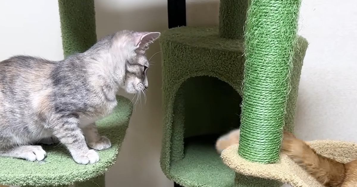 子猫たちのもとにやってきた先輩猫→『しっぽ』に子猫たちが夢中になって…微笑ましい様子に「さすがベテランのしっぽｗ」「頼りになる兄貴」