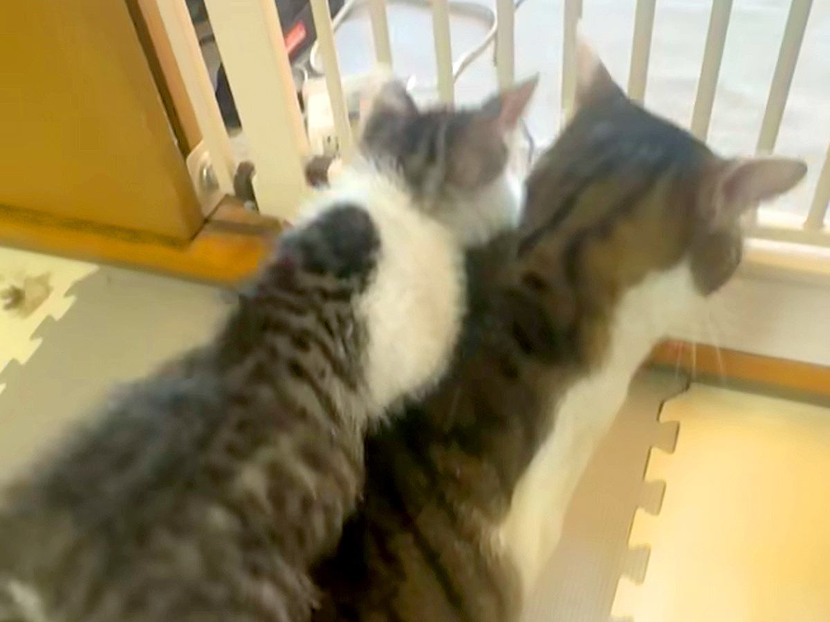 先住猫と模様がそっくりな子猫→背中によじ登ると…思わずほっこりする『尊い光景』が24万再生「先住猫というか親子」「人間の子みたい」