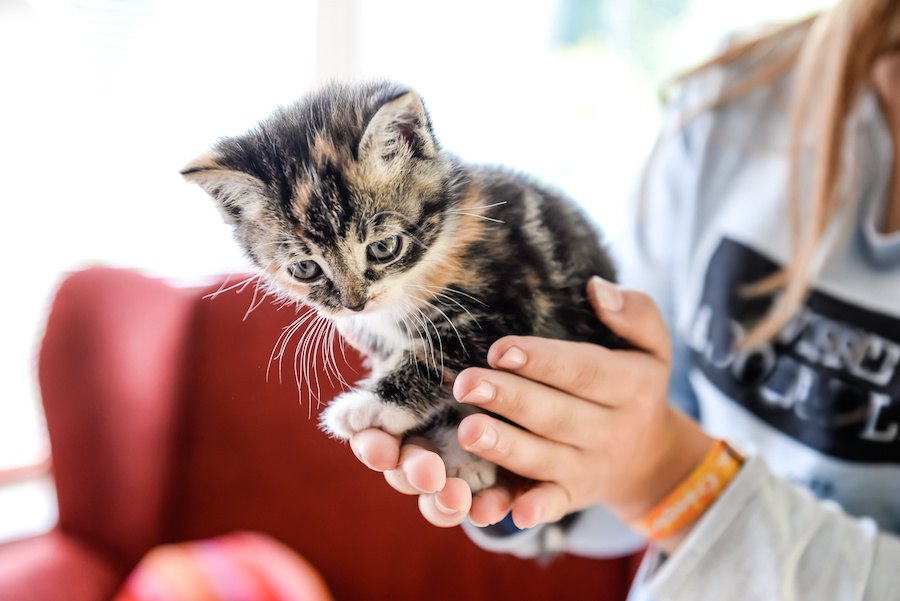 もし子猫が助けを求めてきたら、どうしますか？