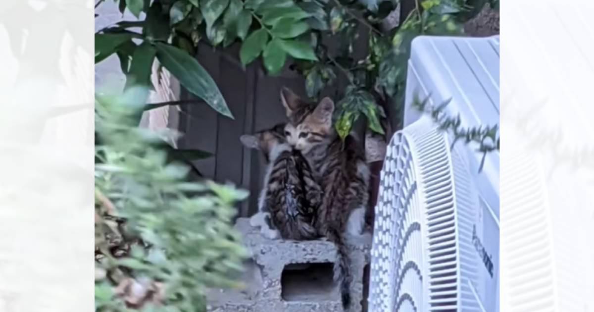 支えあって生きていた『ドロドロに汚れた2匹の子猫』が保護された現在…感涙必至のビフォーアフターに「朝から涙がでた」「表情が全く違う」